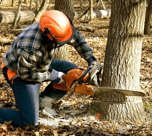 Tree Removal in Sterling, OK